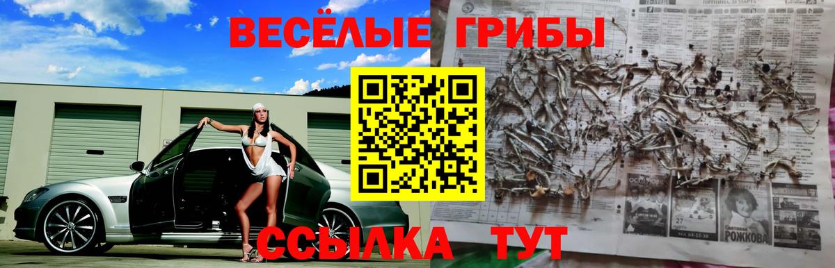 Псилоцибиновые грибы Psilocybe Тамбов